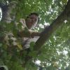 Homo thespian in a luit tree