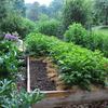 Margaret Roach's potato bed garden