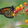 Monarch butterfly