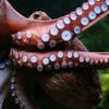 Octopuses have human-like curiosity according to Peter Godfrey-Smith