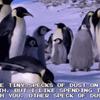 Existential penguin valentine