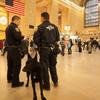 Police dog in Grand Central