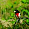 The Rose-Breasted Grosbeak, one of the birds whose song is part of our challenge 