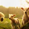 Spring lambs.