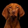 portrait of dog looking at camera with black background