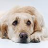 Dogs can suffer from depression, anxiety and other mental health disorders. Sad dog