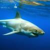 great white shark