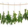 Herbs can be used in cooking, medicine, and more. 