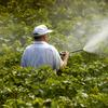 A farmer sprays pesticides on grape vines.