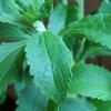 Stevia