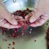 Tama Matsuoka Wong preparing sumac, which she foraged from the wild.