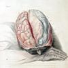 Photo of an illustration by Charles Bell, 'Anatomy of the Brain,' c. 1802
