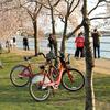 Bike share and DC's cherry blossoms