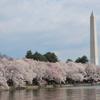 Washington Monument above cherry trees.