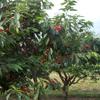 Cherries at Wickham's Fruit Farm