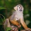 very cute squirrel monkey holding baby at her waist while sitting in tree