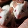 two white rats with red eyes sit next to each other in the palm of a person's hand