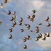 flock of roughly 30 birds flying in a group together against cloudy blue sky. the have large bills