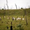 white cattle graze in the grass among burnt trees