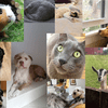 A collage of pictures featuring dogs, cats, and one dog.