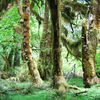 A mossy, leafy, damp and lush green forest scene among the trunks. 
