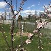 Blooms begin to open on the trees in Sam Van Aken’s Open Orchard on Governors Island, April 8, 2022.