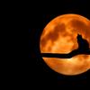 Cat sits in front of full, orange moon