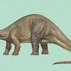 a brontosaurus illustration depicts the creature's full body, head reared looking backwards 