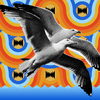 Two seagulls, wings extended, flying in the foreground of a 70's-esque psychedelic background. 