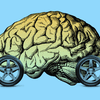 Anatomical brain with car wheels with rims.