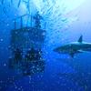 A photograph of a cage with people in scuba gear, underwater, with sharks circling the cage. 