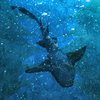A shark swimming under water.