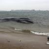 A responder walks past a beached whale, still alive, in the Breezy Point neighborhood on December 26, 2012.