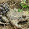 Male midwife toad carrying eggs