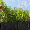 Peppers growing at Riverpark Farm