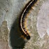 close up shot of black caterpillar with white stripe and lots of spikes Eastern tent caterpillar