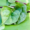 A red variety of Malabar spinach.