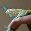Sweet corn from Alstede Farms