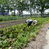  With Ikea in the background and pavement in the foreground, a supervisor and volunteer harvest chard.