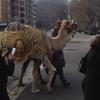 A camel is part of Three Kings Day parade along Dyckman Street in Inwood
