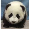 16-week-old giant panda cub, Hua Mei, at the San Diego Zoo