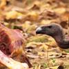 A vulture feeds on a carcass