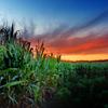 cornfield at dusk