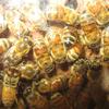 bees in the hive