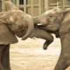 Dueling elephants