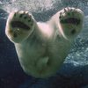 polar bear pool paws end