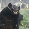A rescued Black Bear reaches for an apple in a sanctuary at the Moon Bear Rescue Center, 16 December 2002 in Chengdu, Southwest China. 
