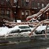 Freezing rain coats bare branches in Brooklyn on Wednesday, February 2, 2011