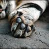 tiger paw
