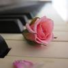 pink rose on a piano keyboard music valentine